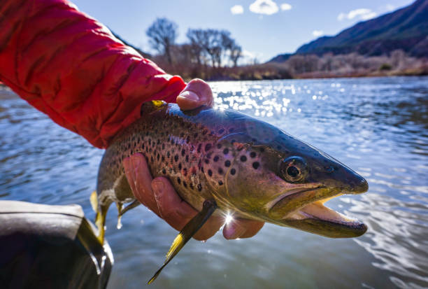 istock Fly Fishing Trout Fish Portrait 1216249259