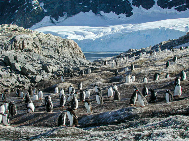 wild penguin rookery en la costa - pebble gentoo penguin antarctica penguin fotografías e imágenes de stock