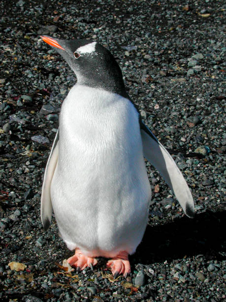 wilder gentoo pinguin an land - pebble gentoo penguin antarctica penguin stock-fotos und bilder