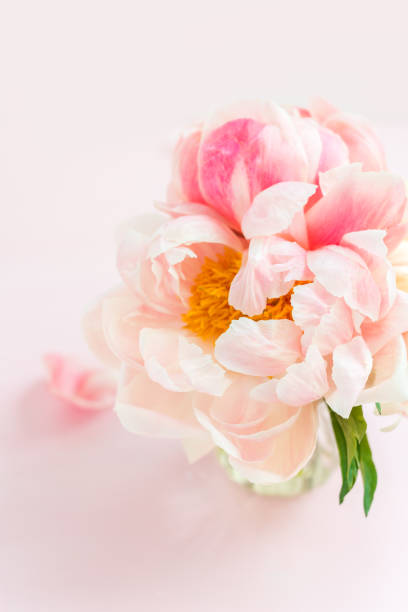 istock Fresh bunch of pink peonies and roses 1216249742