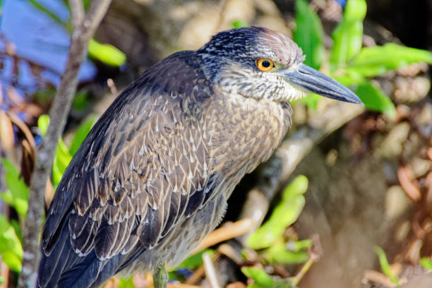 Black Crowned Night Heron Black Crowned Night Heron perched in the trees. black crowned night heron nycticorax nycticorax stock pictures, royalty-free photos & images