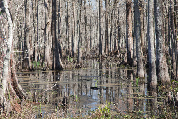istock Bayou in Louisiana, USA 1216250325