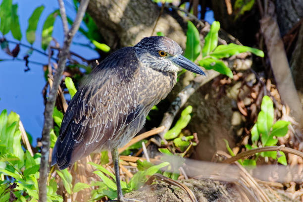 Black Crowned Night Heron Black Crowned Night Heron perched in the trees. black crowned night heron nycticorax nycticorax stock pictures, royalty-free photos & images