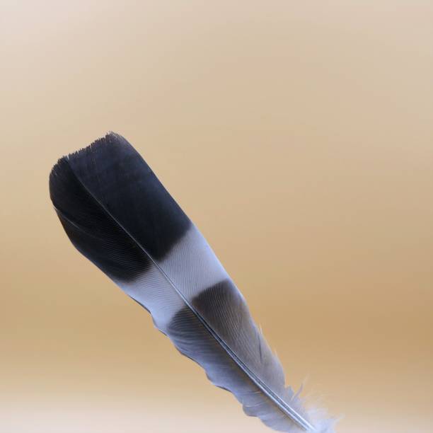 istock Wood pigeon feather 1216250454