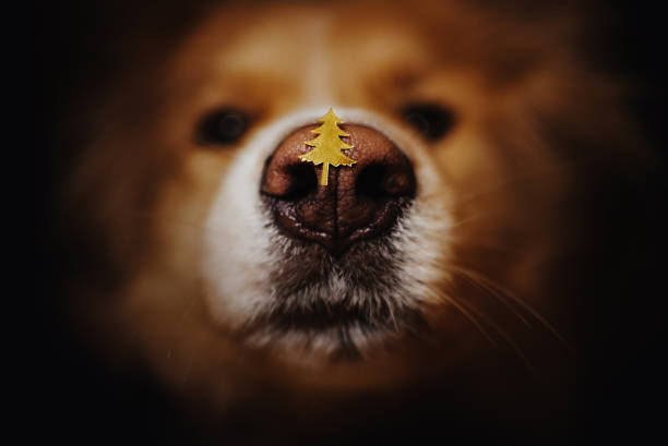 christmas tree confetti on a dog nose, close up stock photo