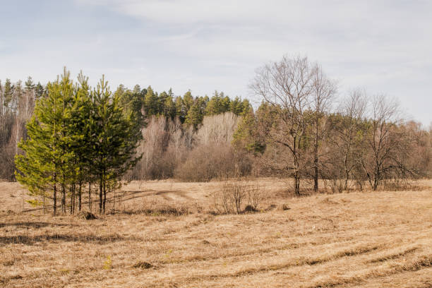 istock Spring forest landscape: dirty path with puddles, hiking trial 1216253838