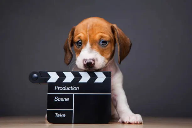 Photo of image of dog clapper board dark background