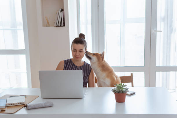 Home Office workplace with woman and cute Shiba inu dog during quarantine Home Office workplace with woman and cute Shiba inu dog during quarantine shiba inu stock pictures, royalty-free photos & images
