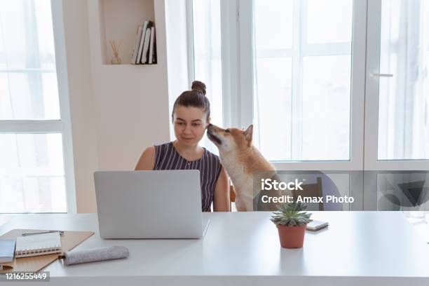 Home Office Workplace With Woman And Cute Shiba Inu Dog During Quarantine Stock Photo - Download Image Now