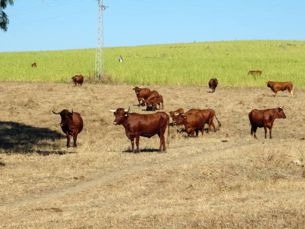 istock Bulls in the field grazing 1216255455