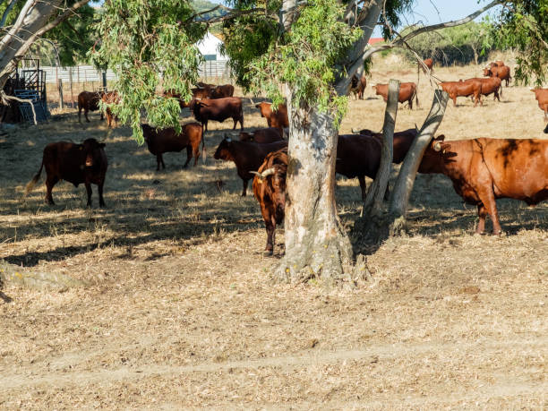 istock Bulls in the field grazing 1216255497