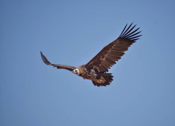 cinereous vulture cinereous vulture flying from the sky eurasian black vulture stock pictures, royalty-free photos & images