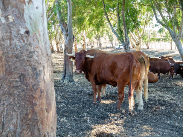istock Bulls in the field grazing 1216256272