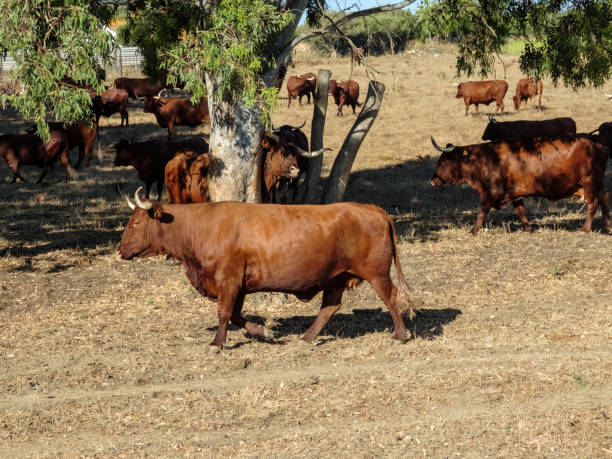 istock Bulls in the field grazing 1216256363