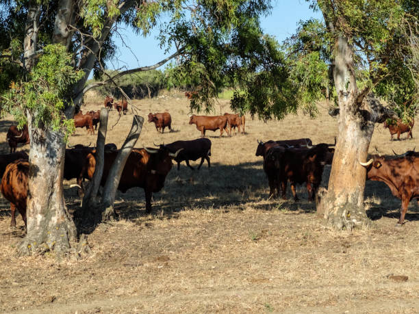 istock Bulls in the field grazing 1216256380