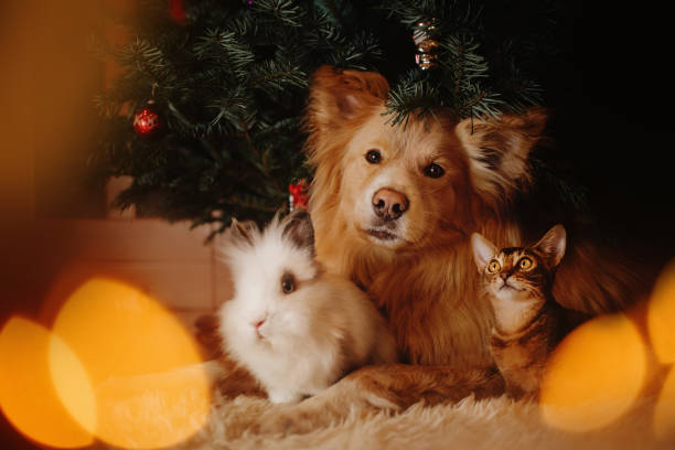 group of pets posing under a christmas tree indoors stock photo