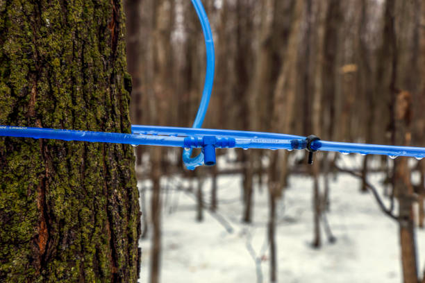 istock Collecting maple sap in spring. Modern maple syrup collection with blue tubes in a forest in Quebec. Canada. Selective focus. Horizontal orientation. Copy space. 1216256603