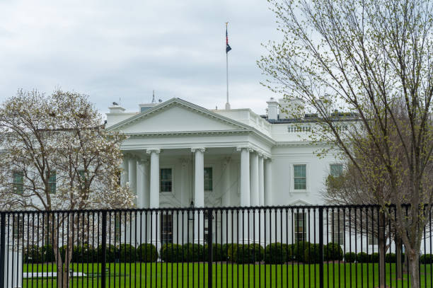 cherry blossoms in washington dc white house