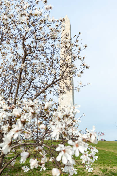 istock cherry blossoms in washington dc washington monument 1216256828