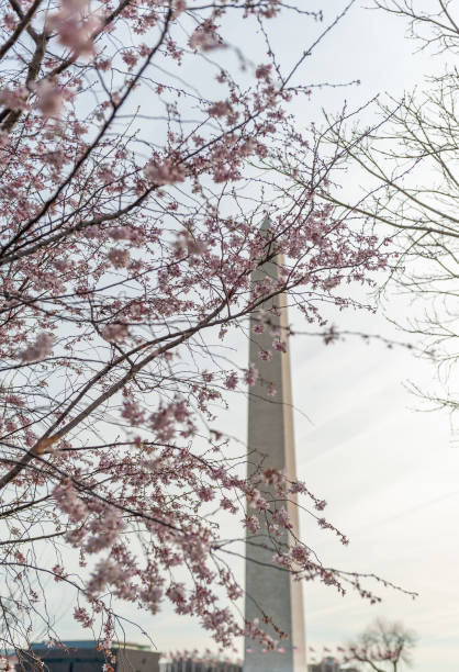 istock cherry blossoms in washington dc washington monument 1216257650