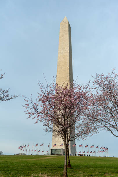 istock cherry blossoms in washington dc washington monument 1216257775