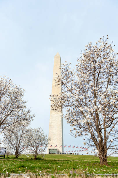 istock cherry blossoms in washington dc washington monument 1216257793