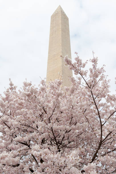 istock cherry blossoms in washington dc washington monument 1216257803