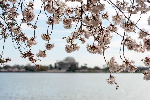 istock cherry blossoms in washington dc tidal basin 1216257998