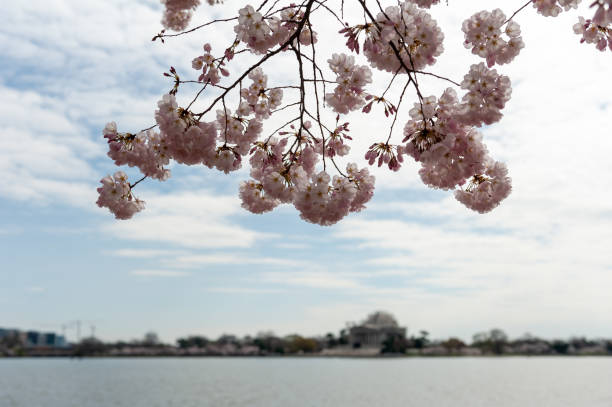 istock cherry blossoms in washington dc tidal basin 1216258011