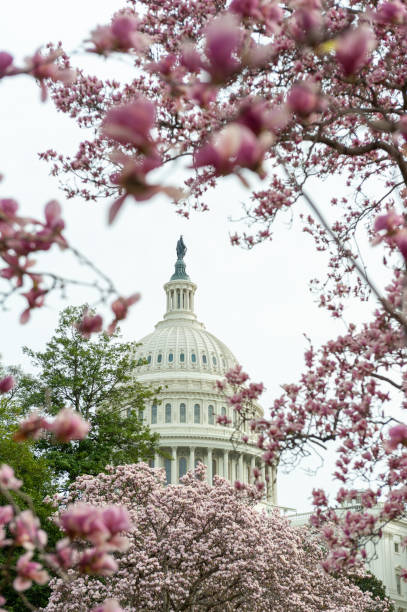 istock cherry blossoms in washington dc capitol hill 1216258031
