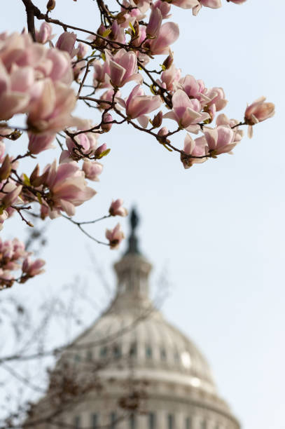 istock cherry blossoms in washington dc capitol hill 1216258315