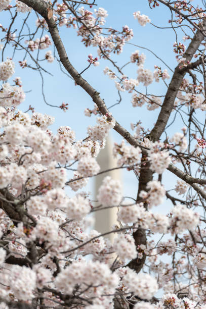 istock cherry blossoms in washington dc 1216259120