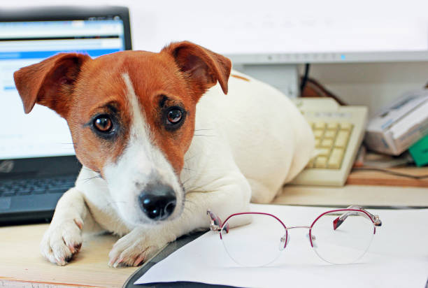 istock Jack Russell Terrier is lying on a working designer desk with glasses. Planning. Quarantine, Covid 19. Coronovirus in the world. Self isolation 1216259365