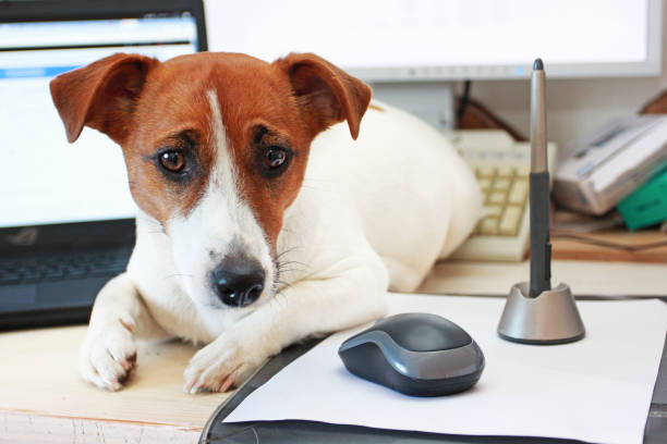 Jack Russell Terrier is lying on a work desk with a wakom. Quarantine, Covid 19. Coronovirus in the world. Self isolation Jack Russell Terrier is lying on a work desk with a wakom. Quarantine, Covid 19. Coronovirus in the world. Self isolation wack stock pictures, royalty-free photos & images