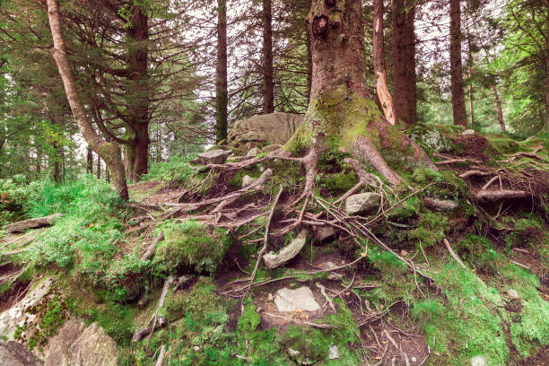 northern forest of tree with strong root system and green moss in Norway