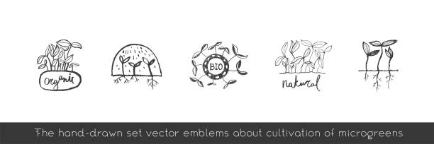 수경 개념농업 로고 벡터 손으로 그린 엠블럼. 마이크로 그린 재배 라벨 태그. - hydroponics seed seedling plant stock illustrations