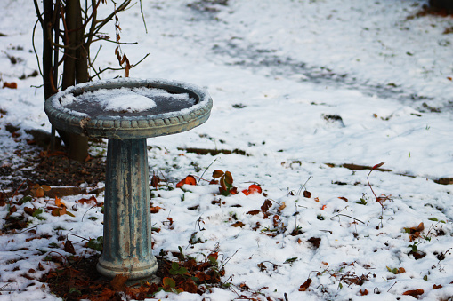 Frozen water in a concrete bird bath, winter. Fall leaves still visible through thin layer of snow on the ground.