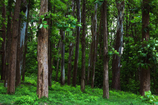 árvores de teca em uma floresta agrícola em kerala índia - teak wood - fotografias e filmes do acervo