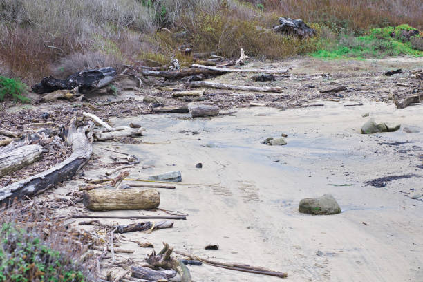 istock Sandy Beach Filled with Driftwood at San Gregorio State Beach, California 1216262521