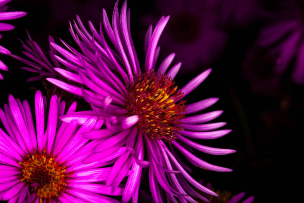 istock Macro photography very colourful flowers. 1216262648