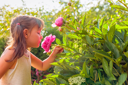 Sunny summer day in the garden after rain. Happy little girl smelling fragrant pink peonies.