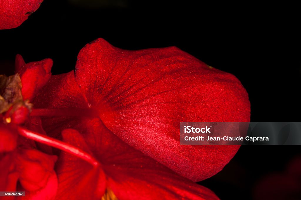 Fotografi makro bunga yang sangat berwarna-warni. - Bebas Royalti Alam Foto Stok Fotografi makro bunga yang sangat berwarna-warni. - Bebas Royalti Alam Foto Stok