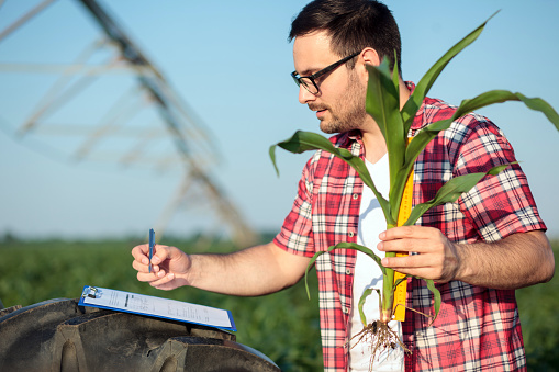 Serious young Caucasian agronomist or farmer measuring young corn plant in the field, filling questionnaire