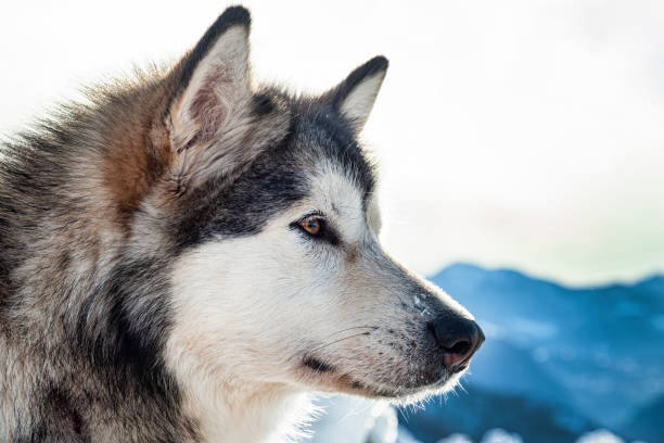 istock Close-up of an Alaskan Malamute 1216263439