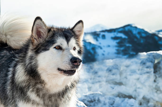 istock Close-up of an Alaskan Malamute 1216263444