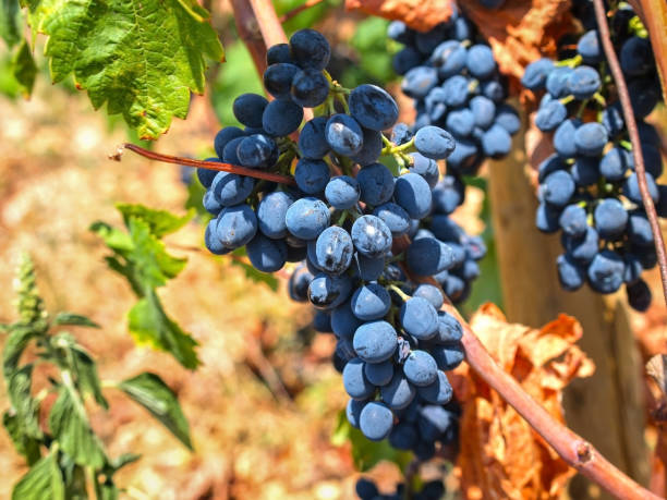 Black grape on the branch with green leaves