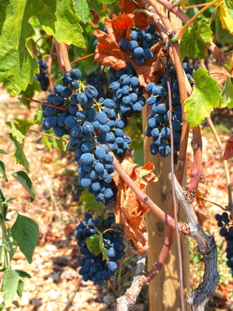 istock Zinfandel grapes on vine 1216263599