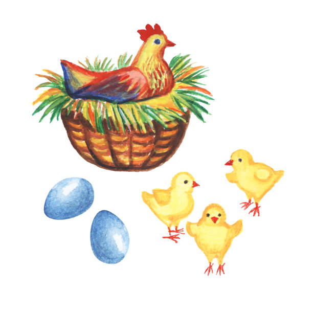 куры, куры и яйца изолированы на белом фоне. акварея иллюстрация. - wrapping paper color image rooster illustration and painting stock illustrations