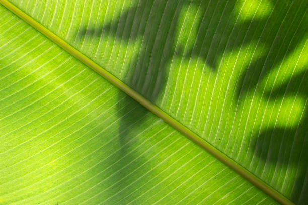 A leaf photographed in macro lens showing its veines and a shadow of other leaves