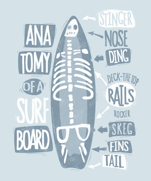 ilustrações de stock, clip art, desenhos animados e ícones de the anatomy of a surfboard t-shirt design - skeg